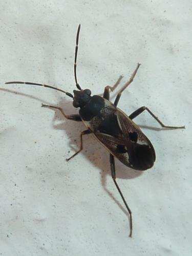 Réf. 229 500 : Rhyparochromus vulgaris